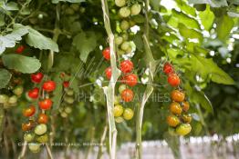 Image du Maroc Professionnelle de  Avec l'introduction des cultures sous abris serres, la région de Dakhla est devenue en très peu de temps célèbre pour ces productions de fruits et légumes destinés à l’export.  Sous d’immenses serres, la production des tomates en grappes bénéficie d’un climat phénoménalement ensoleillé, tempéré et régulier, Mardi 21 Novembre 2006. (Photo / Abdeljalil Bounhar) 